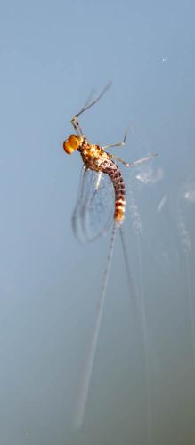 Cloeon dipterum