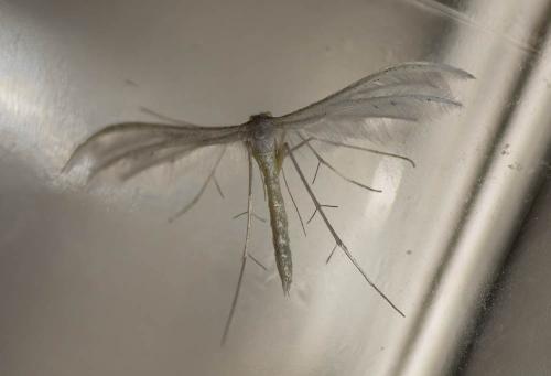 Réf. 306 647 : Pterophorus pentadactyla