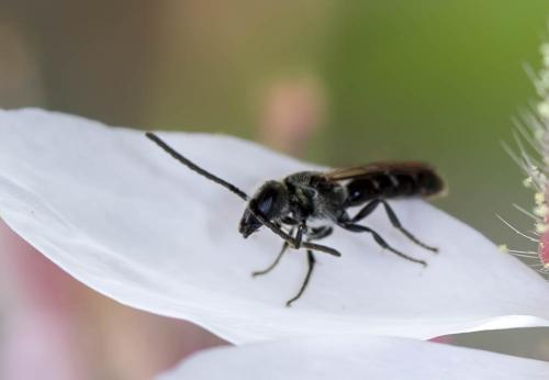 Lasioglossum sp.