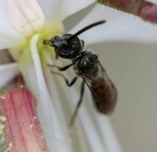Lasioglossum sp.