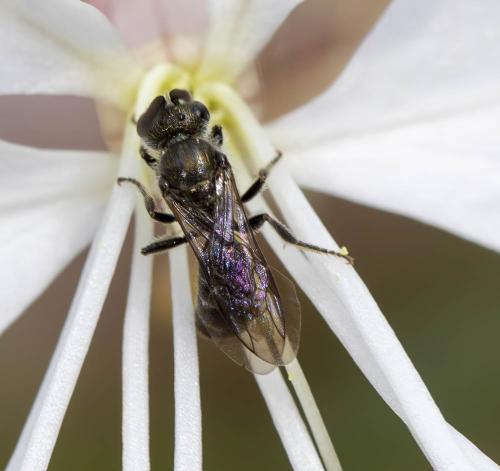 Lasioglossum sp.