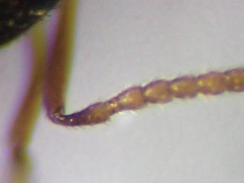 Pezilepsis dentifera