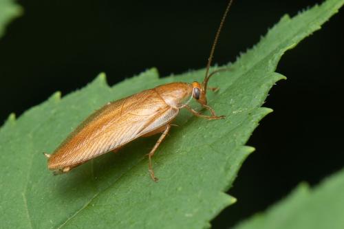 Réf. 306 341 : Ectobius pallidus