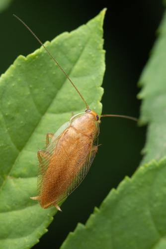 Réf. 306 340 : Ectobius pallidus