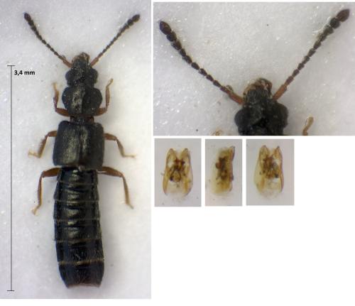 Carpelimus erichsoni