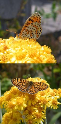 Melitaea didyma