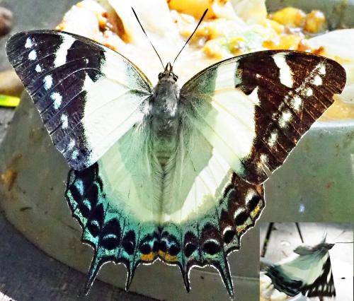 Polyura clitarchus