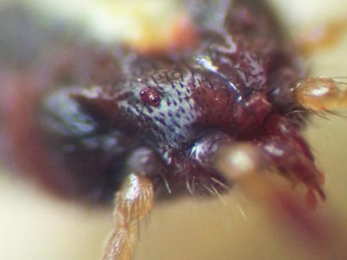 Réf. 306 253 : Erythraeus sp.