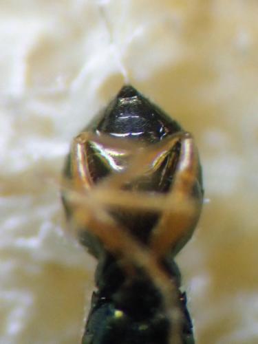 Pezilepsis dentifera