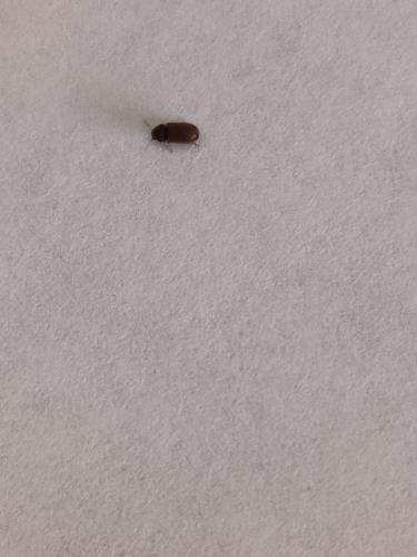 Stegobium paniceum