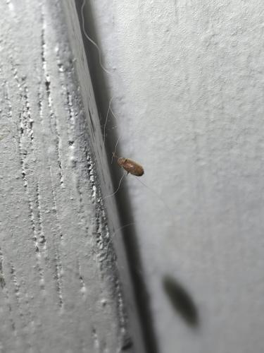 Stegobium paniceum