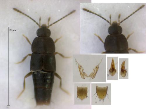 Myllaena intermedia