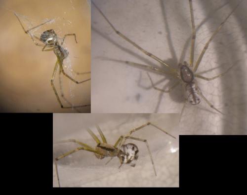 Réf. 306 999 : Floronia bucculenta