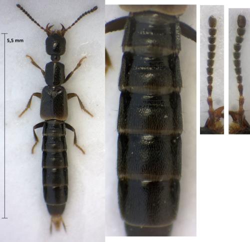 Réf. 306 894 : Neobisnius procerulus procerulus