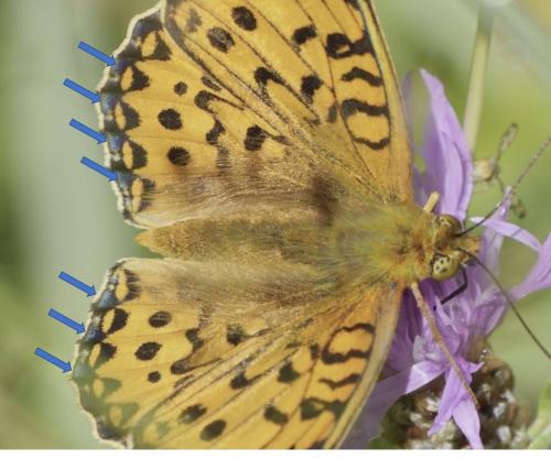 Argynnis aglaja