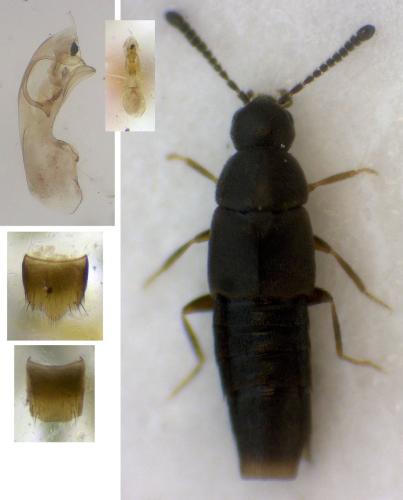 Oxypoda carbonaria