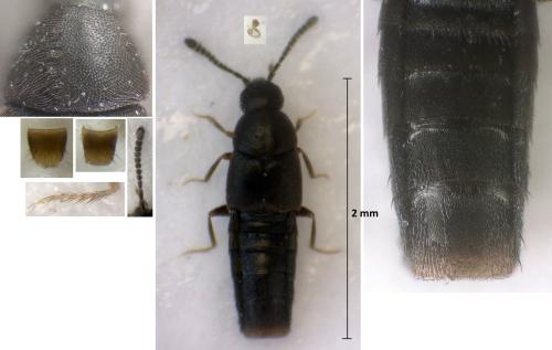 Oxypoda carbonaria