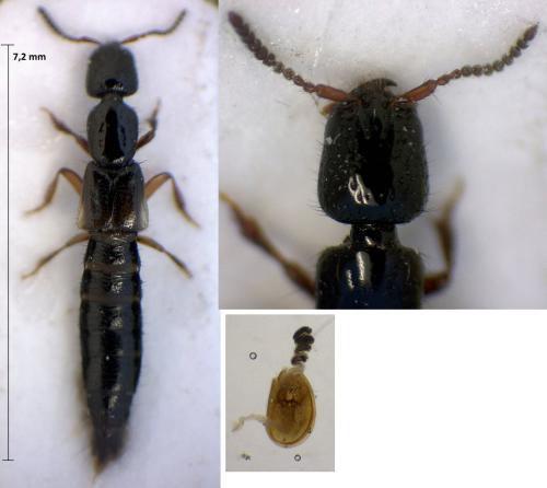 Phacophallus parumpunctatus