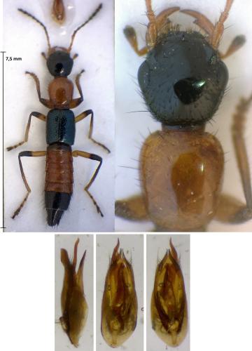 Paederus balcanicus