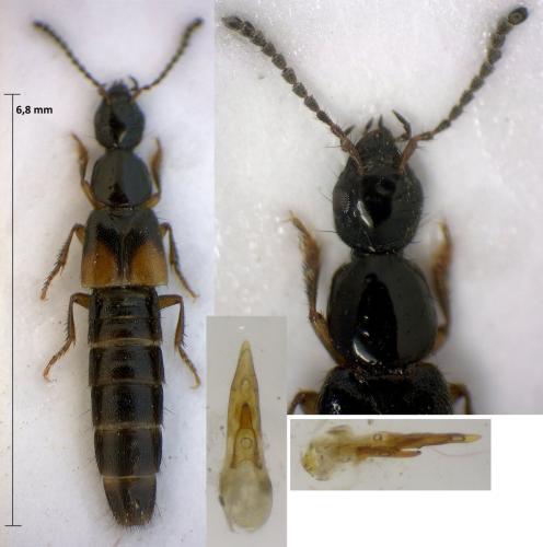 Philonthus quisquiliarius quisquiliarius