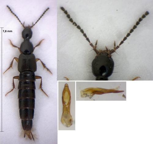 Philonthus micans