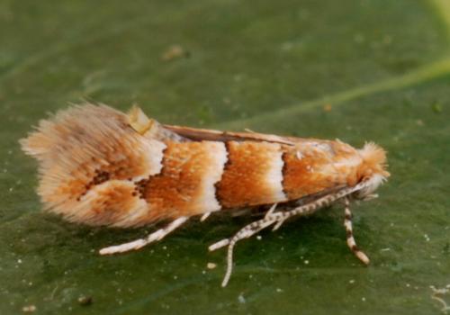 Réf. 306 712 : Phyllonorycter tristrigella