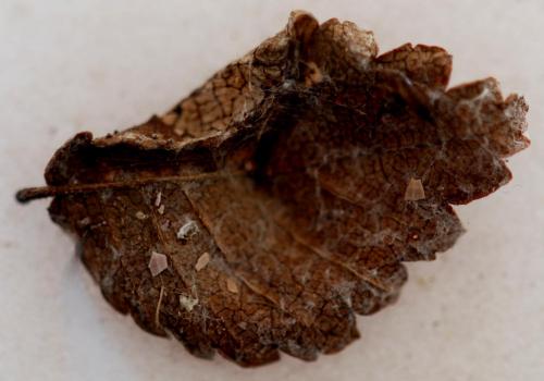 Réf. 306 710 : Phyllonorycter tristrigella