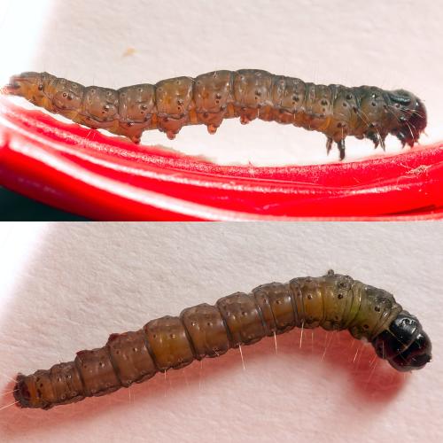 Réf. 306 722 : Archips crataegana