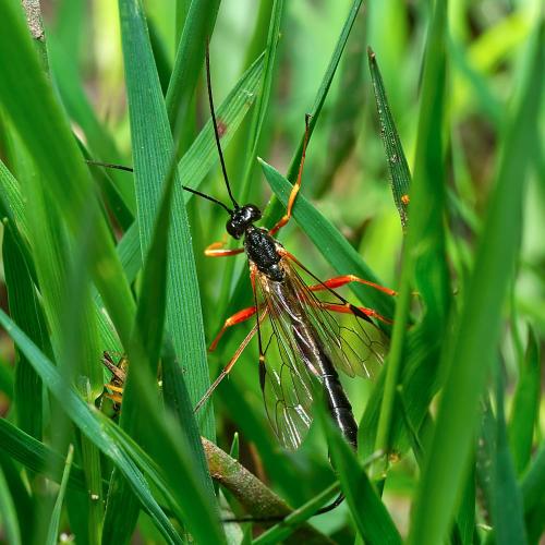 Réf. 306 186 : Rhyssella approximator