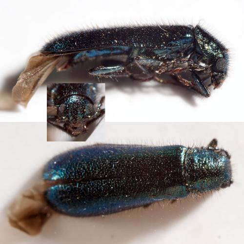 Réf. 306 845 : Dasytes caeruleus