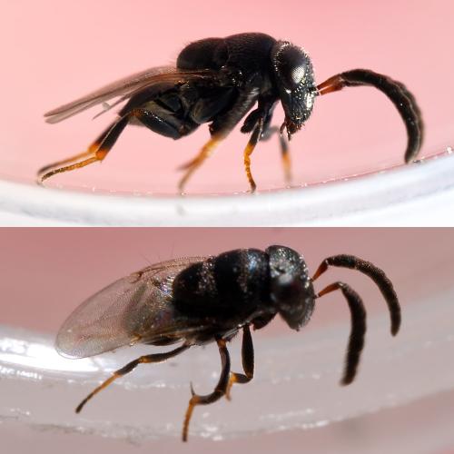 Réf. 306 271 : Cowperia areolata
