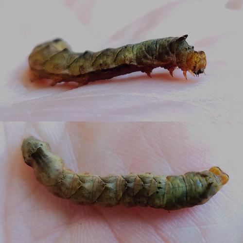 Réf. 306 012 : Thyatira batis
