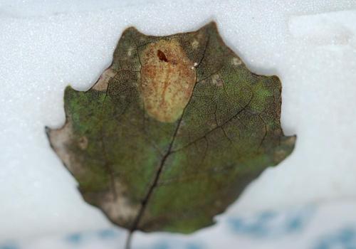 Phyllonorycter sagitella