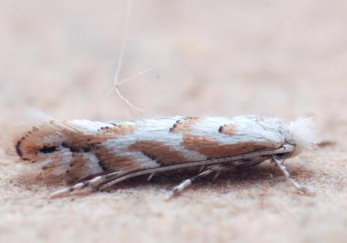 Phyllonorycter sagitella