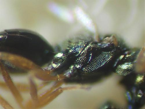 Pezilepsis dentifera