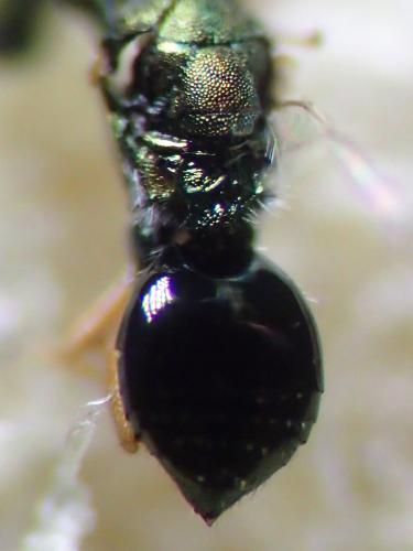 Pezilepsis dentifera