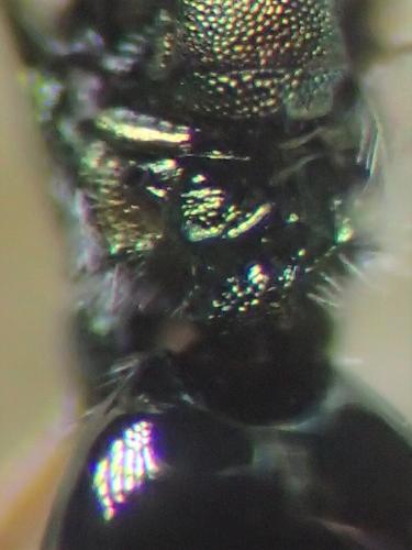 Réf. 306 483 : Pezilepsis dentifera