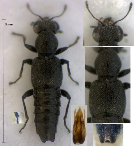 Réf. 306 945 : Stenus mendicus