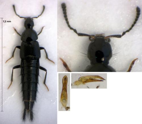 Acylophorus glaberrimus