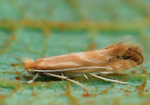 Réf. 306 838 : Phyllonorycter salictella