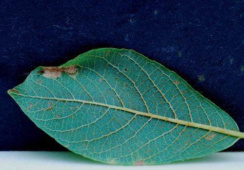 Phyllonorycter salictella