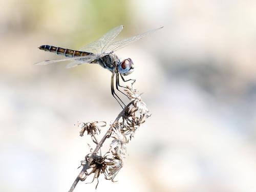 Selysiothemis nigra
