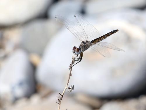 Selysiothemis nigra