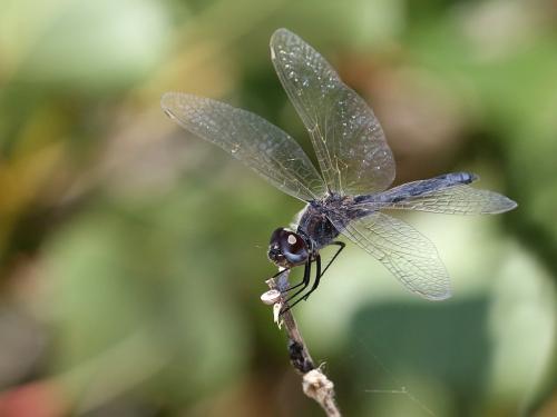 Selysiothemis nigra