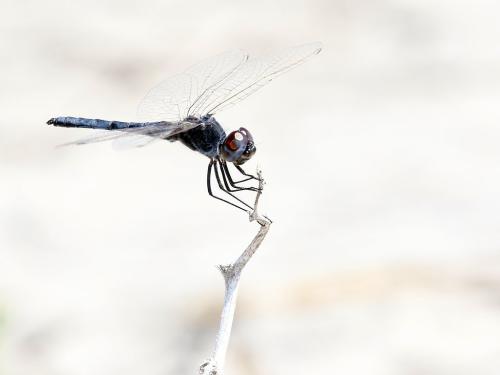 Selysiothemis nigra