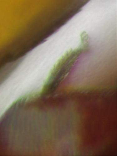 Erythraeus sp.