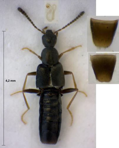 Réf. 306 952 : Tetralaucopora longitarsis