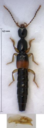Tetartopeus angustatus angustatus