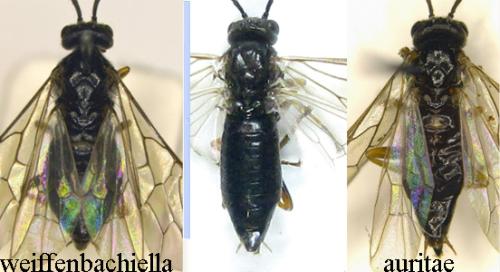 Euura sp.