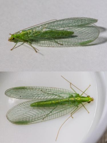 Réf. 306 099 : Chrysoperla sp.
